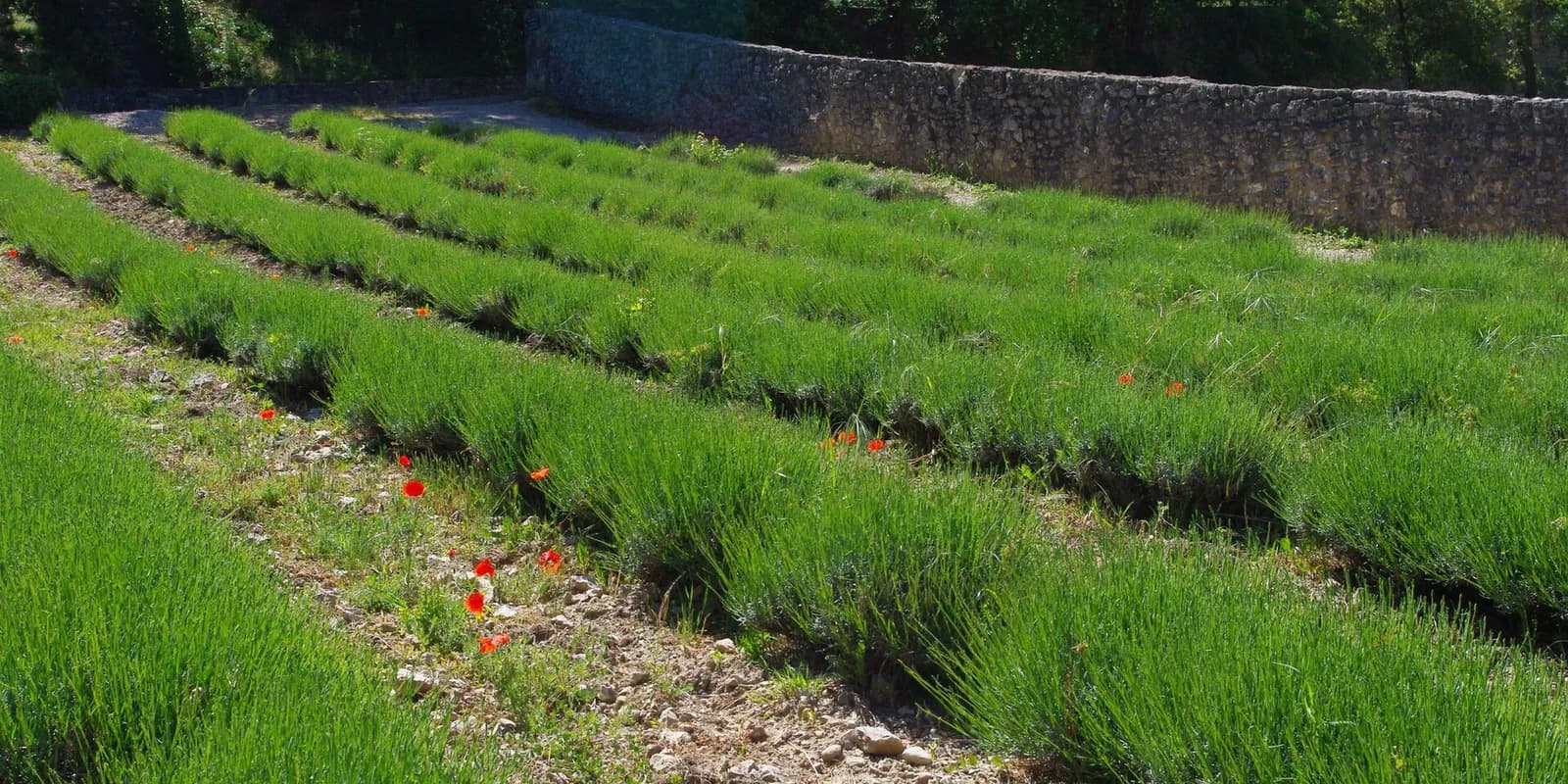보라색 라벤더밭 뒤로 앉은 세낭크 수도원의 돌 건물과 프로방스 골짜기 풍경