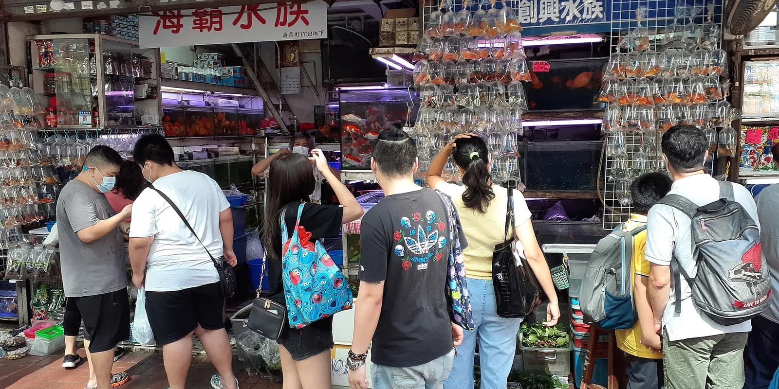 홍콩 몽콕 통초이 스트리트 금붕어 시장, 비닐봉지에 담긴 물고기들이 가게 앞 벽면에 걸려 있는 모습