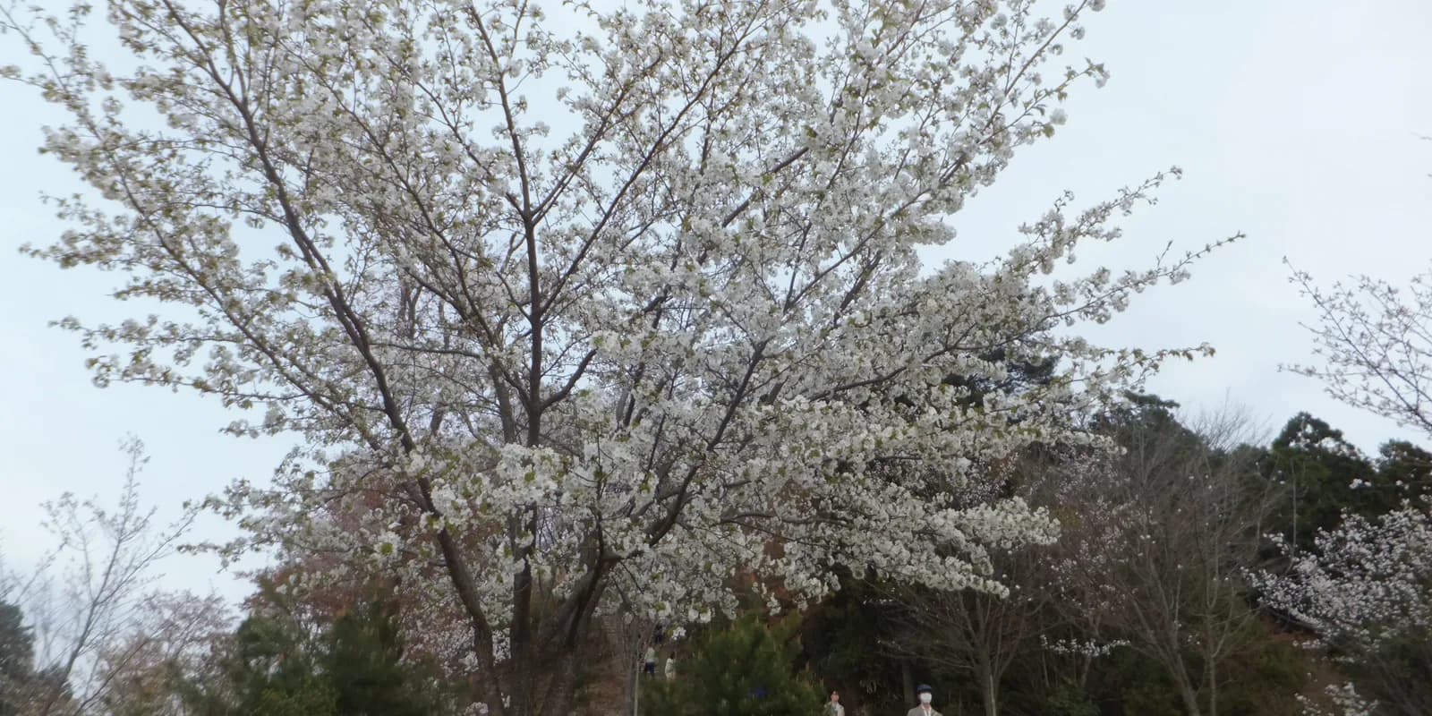 요시노야마 산비탈을 가득 메운 연분홍 벚꽃과 산자락 마을 풍경