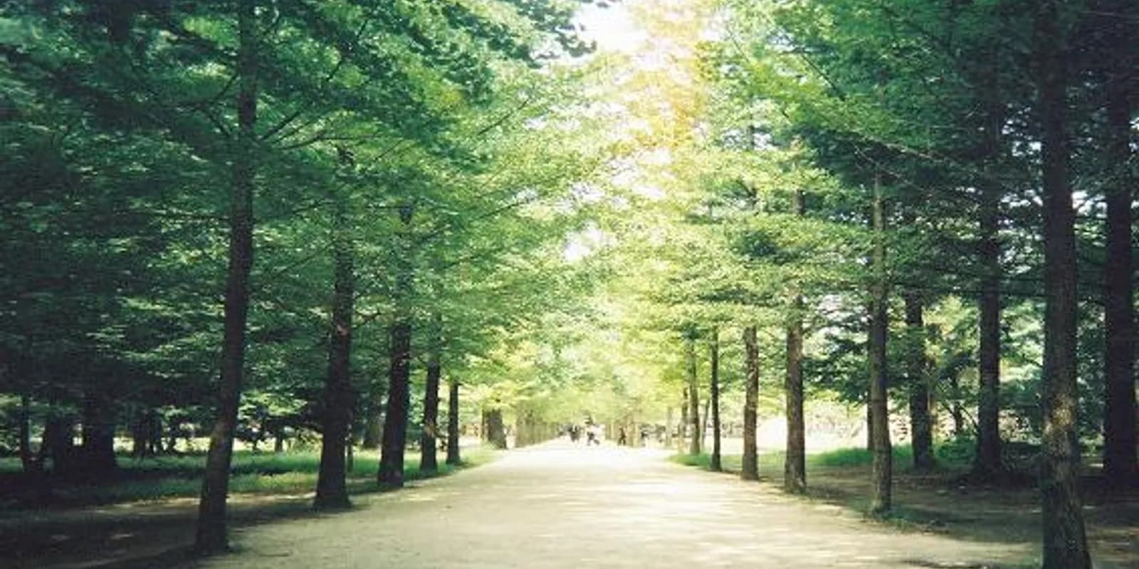 남이섬 전경