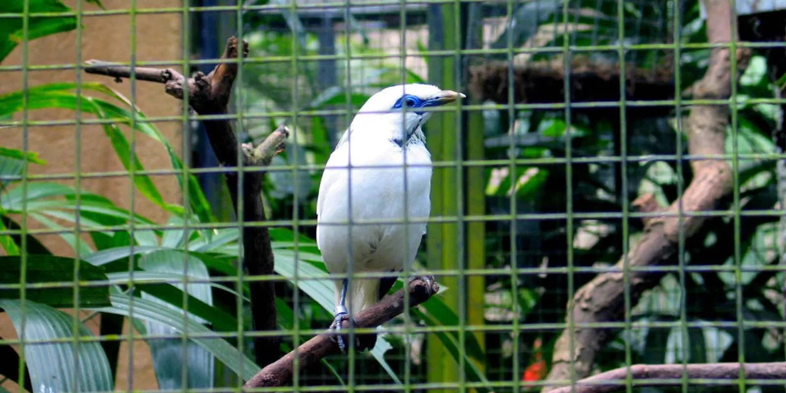 발리 새 공원(Bali Bird Park) 전경