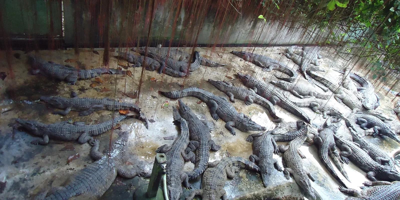 필리핀 팔라완 악어 농장의 사육장 안에 수십 마리의 악어가 콘크리트 바닥에 모여 있는 모습