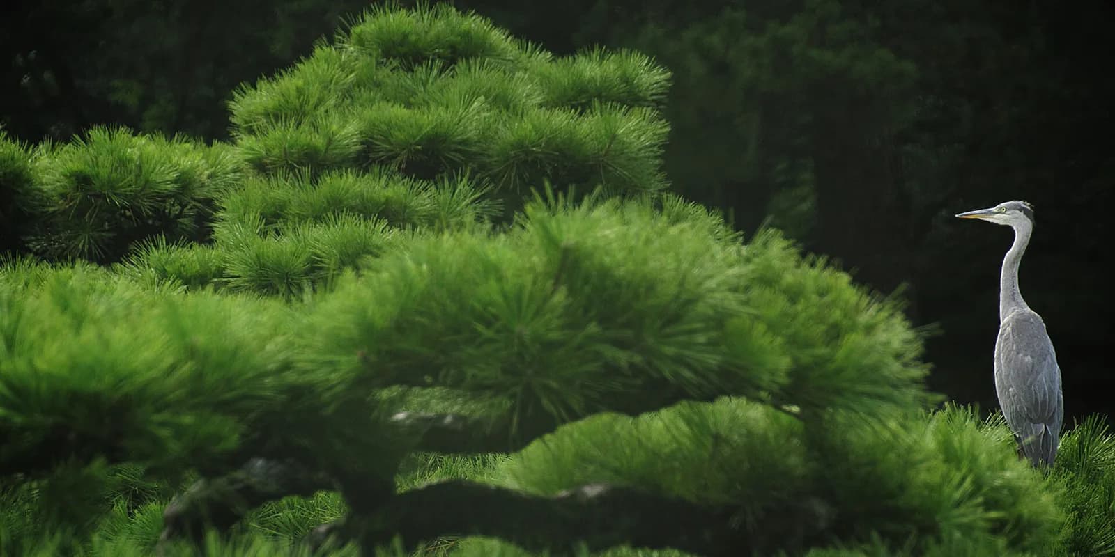 리쓰린 공원 남호에 걸린 언월교와 국월정, 뒤로 시운잔이 겹쳐 보이는 대표 풍경