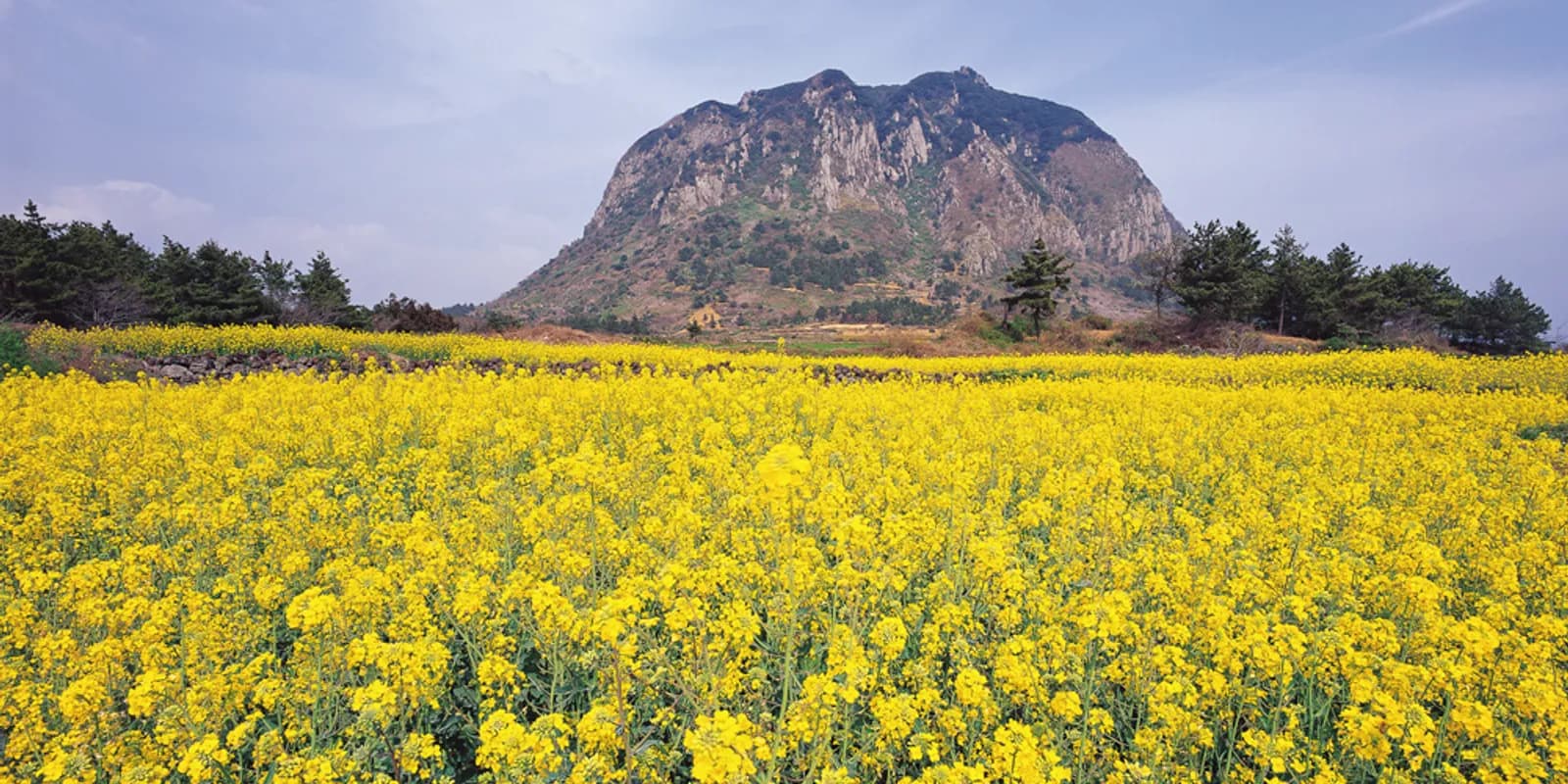 제주 안덕면 바닷가에 우뚝 솟은 조면암 용암돔 산방산의 전경